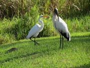 15th Jan 2015 - Great Egret (?) and Wood Stork