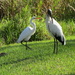 Great Egret (?) and Wood Stork by rob257