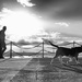 One dog and his man by spanner