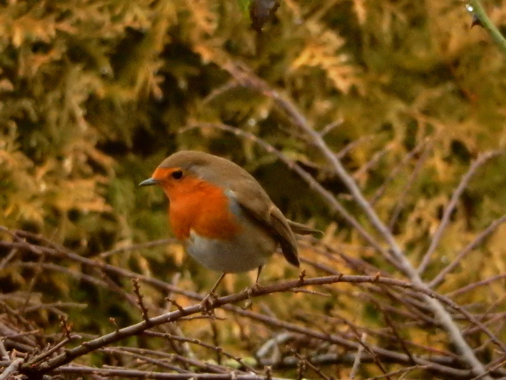 Robin red breast, by snowy