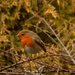 Robin red breast, by snowy