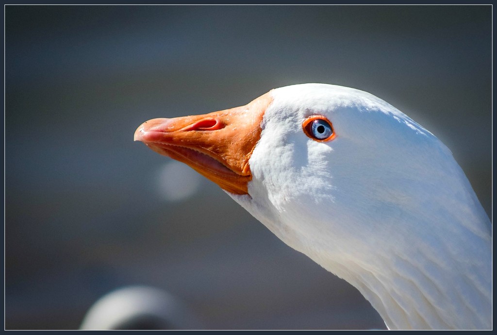 Mean Goose by ckwiseman