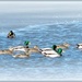 Ducks on Ice by ckwiseman
