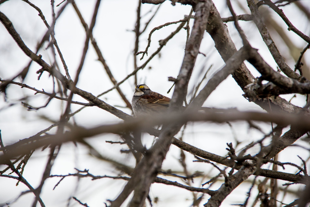 Little sparrow in a tree by randystreat