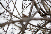 16th Jan 2015 - Little sparrow in a tree