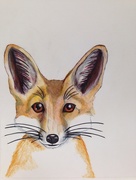 16th Jan 2015 - fox