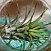Air Plant in Glass by harbie
