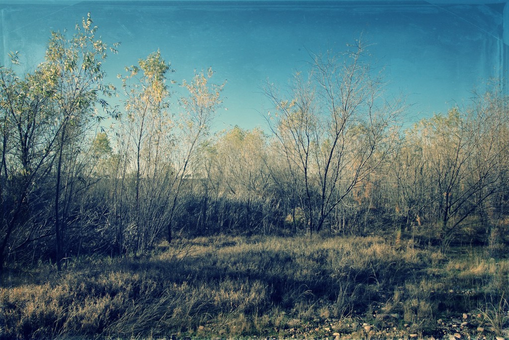 riparian habitat by blueberry1222