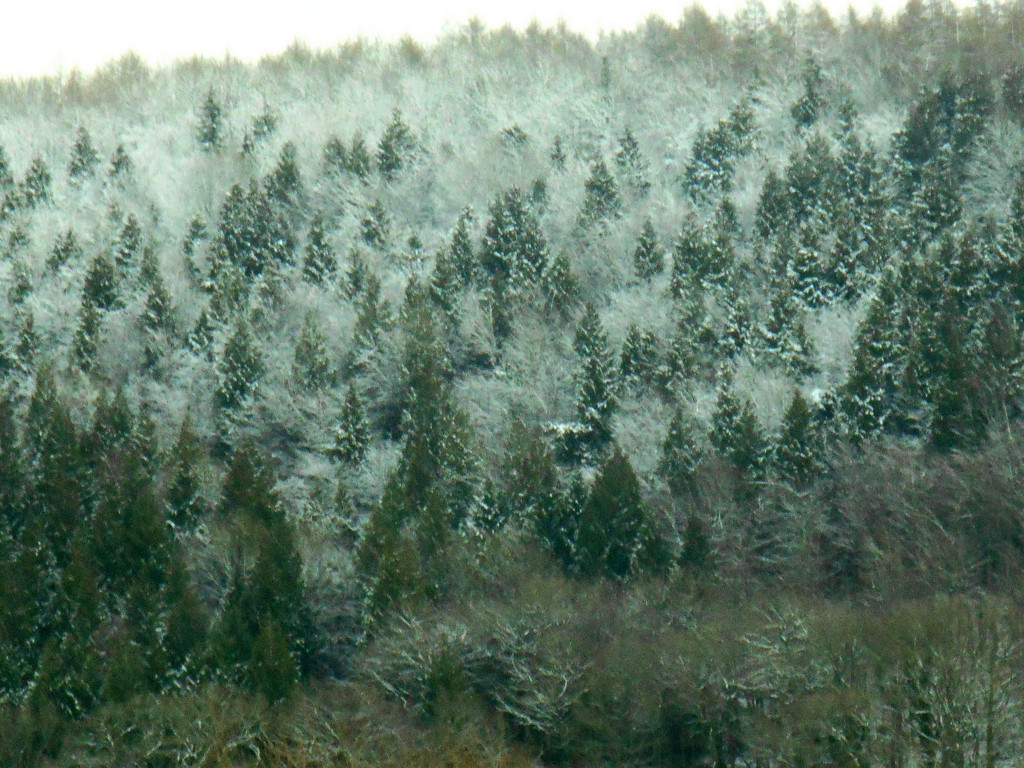 Fir trees in the forest shrouded in snow...  by snowy