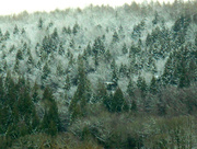 15th Jan 2015 - Fir trees in the forest shrouded in snow... 