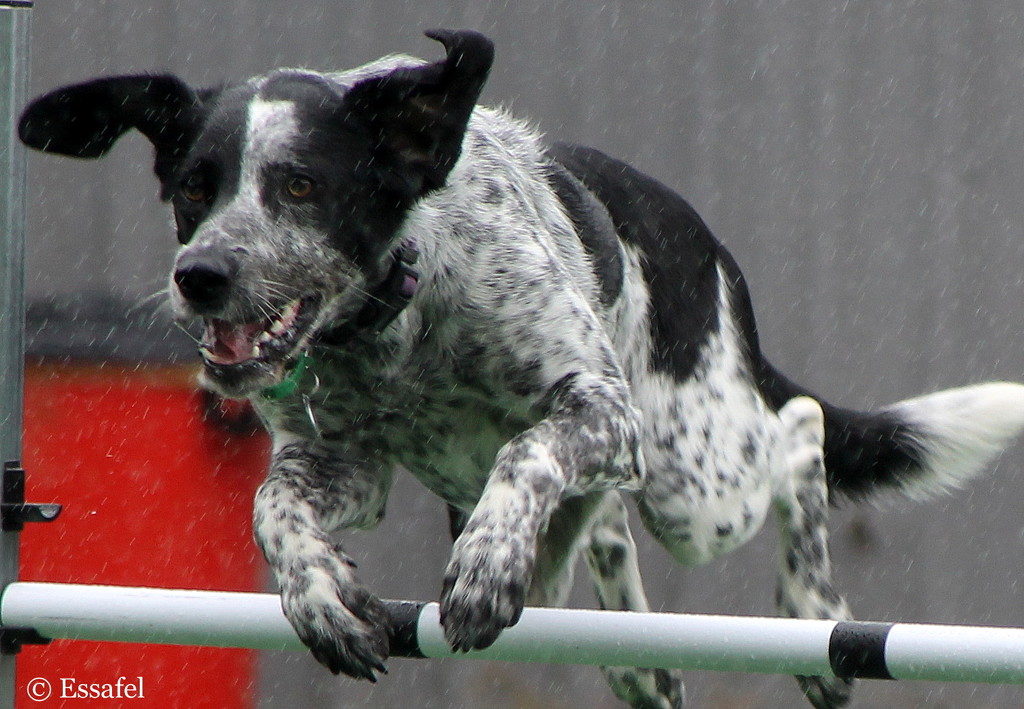 20150117 Agility in the rain by essafel