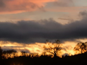 12th Jan 2015 - Trees silhouetted against the setting sun...  