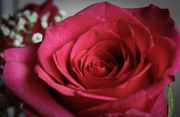 17th Jan 2015 - Anniversary rose