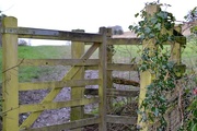 17th Jan 2015 - Ivy on the gate post