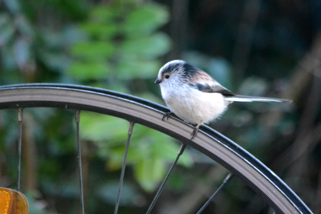 Long tailed tit on a wheel by richardcreese