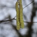 17 January 2015 (Catkins in January) by lavenderhouse
