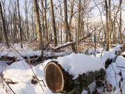 17th Jan 2015 - Snow Covered Log 