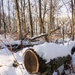 Snow Covered Log  by rminer