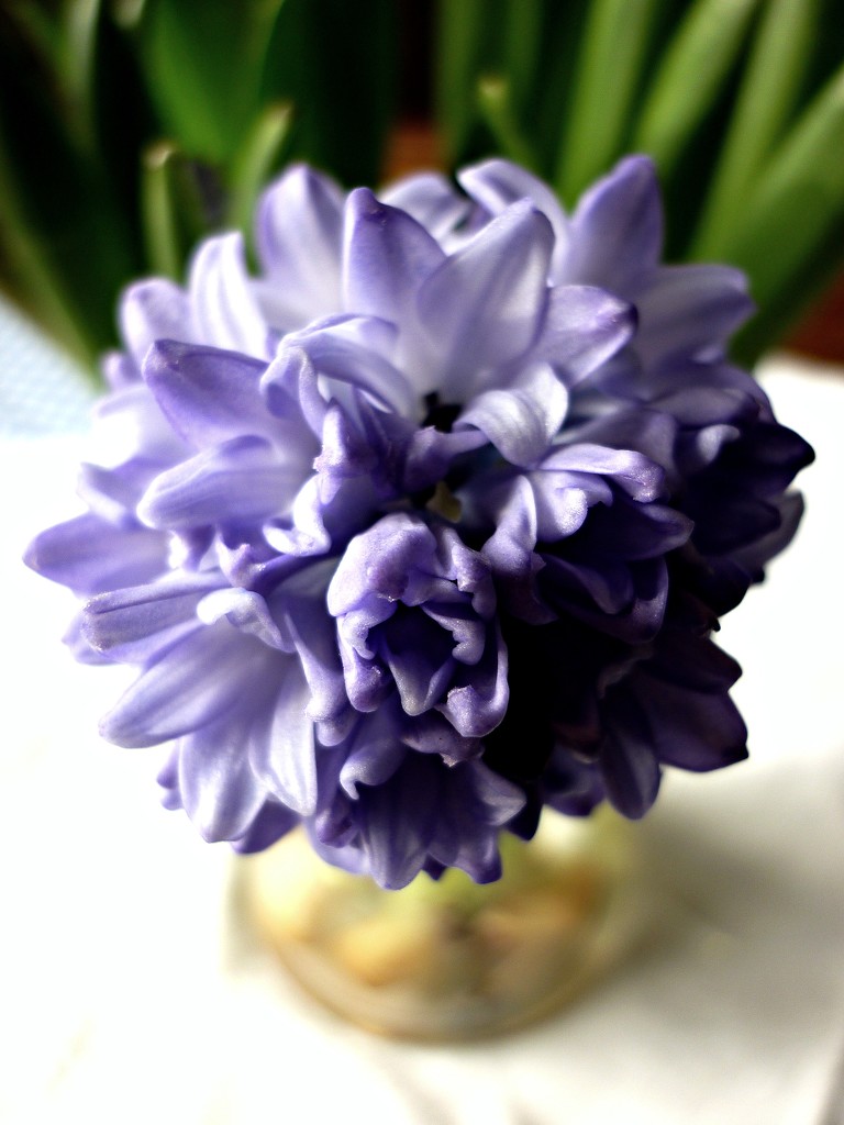 Hyacinths by countrylassie