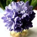 Hyacinths by countrylassie