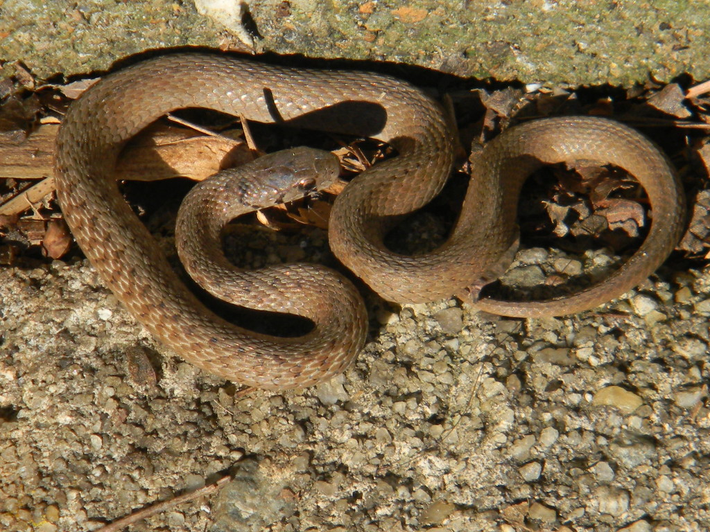 Snake Closeup by sfeldphotos