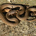Snake Closeup by sfeldphotos