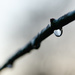 Frozen Dew Drop by leonbuys83