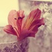 Vintage Flower  by mzzhope