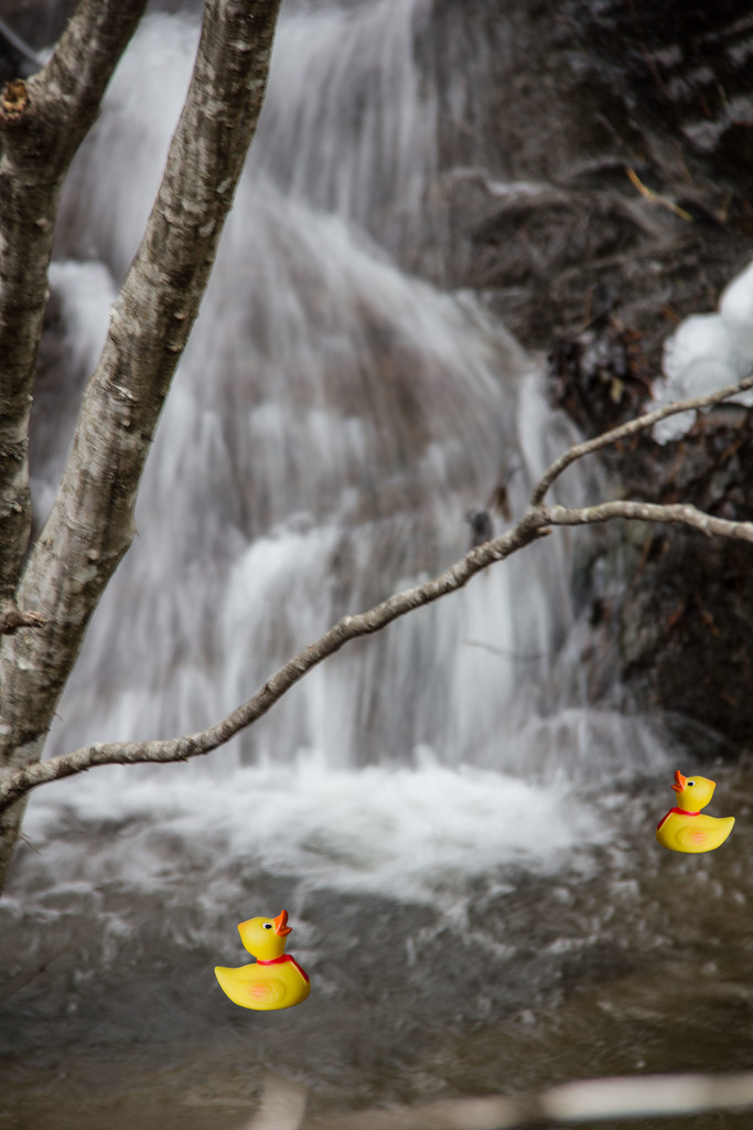 Ducks at the waterfall by randystreat