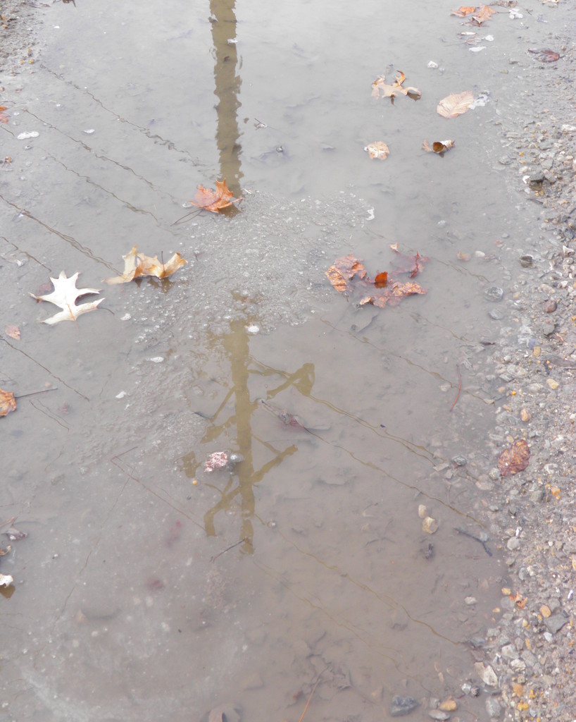 The Puddle by daisymiller