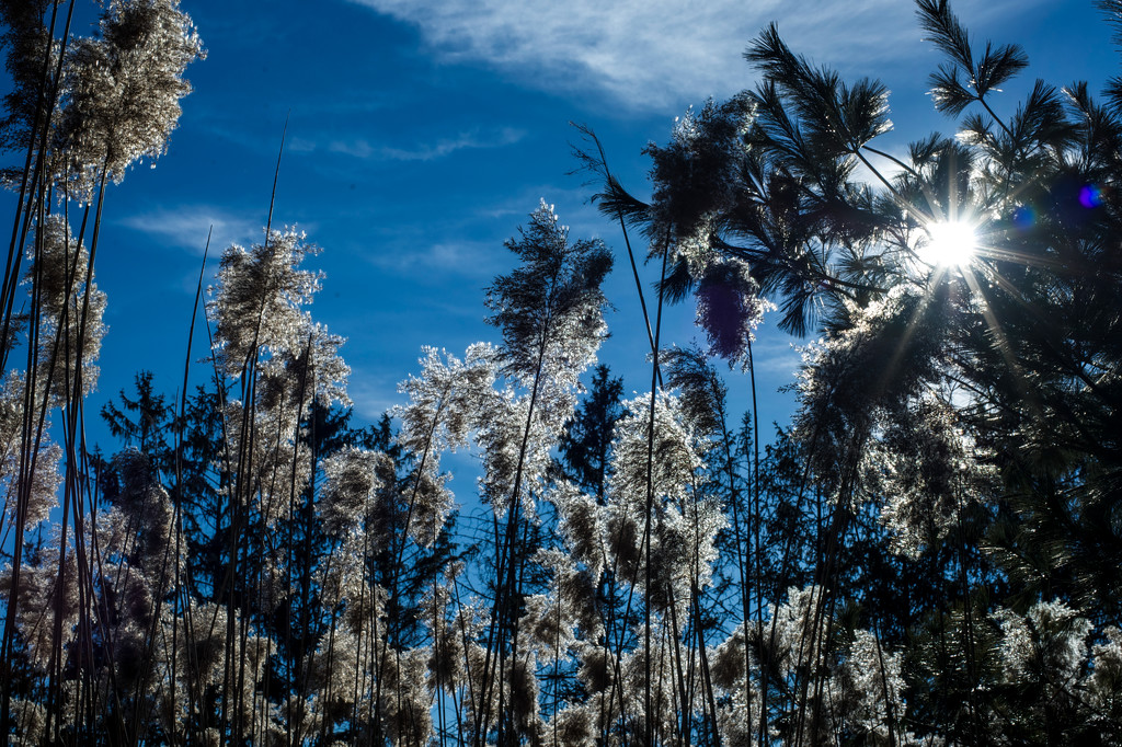 Pine Trees and cattails by loweygrace