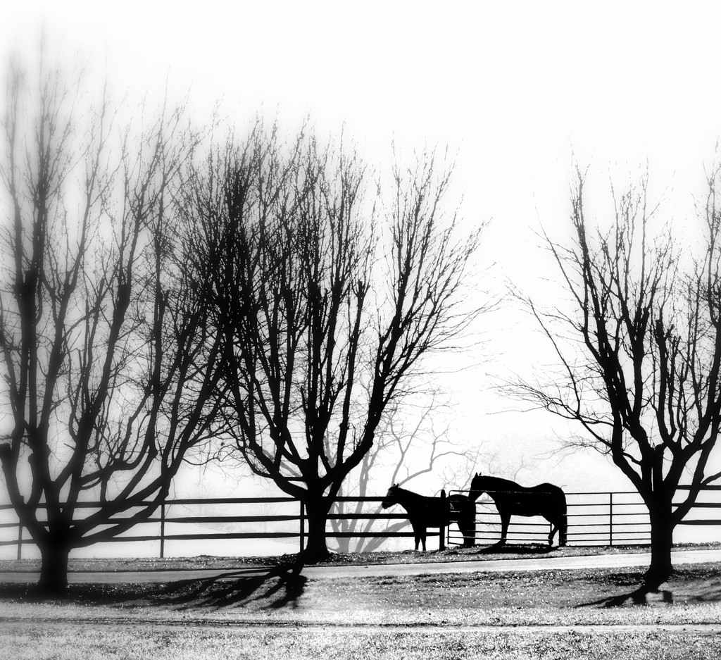 Horses on a Winter Morn by calm