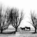 Horses on a Winter Morn by calm
