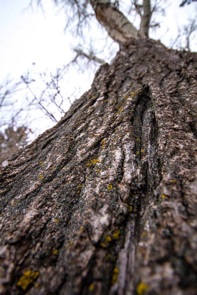 Yellow Lichen by kph129