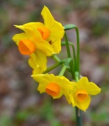 18th Jan 2015 - Daffodils, Magnolia Gardens, Charleston, SC