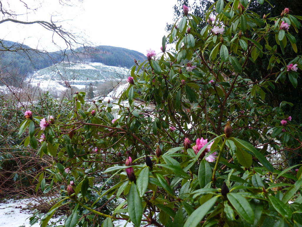  Rhododendron and Snow??? by susiemc