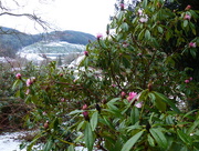 18th Jan 2015 -  Rhododendron and Snow???