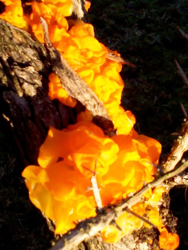 Fungus on a tree by jennymdennis