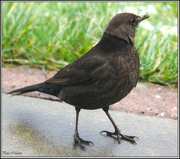 18th Jan 2015 - Female Blackbird