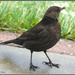 Female Blackbird by pcoulson