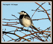 18th Jan 2015 - Pied Wagtail