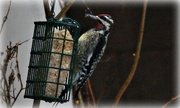 18th Jan 2015 - woodpecker