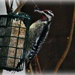 woodpecker by dianen