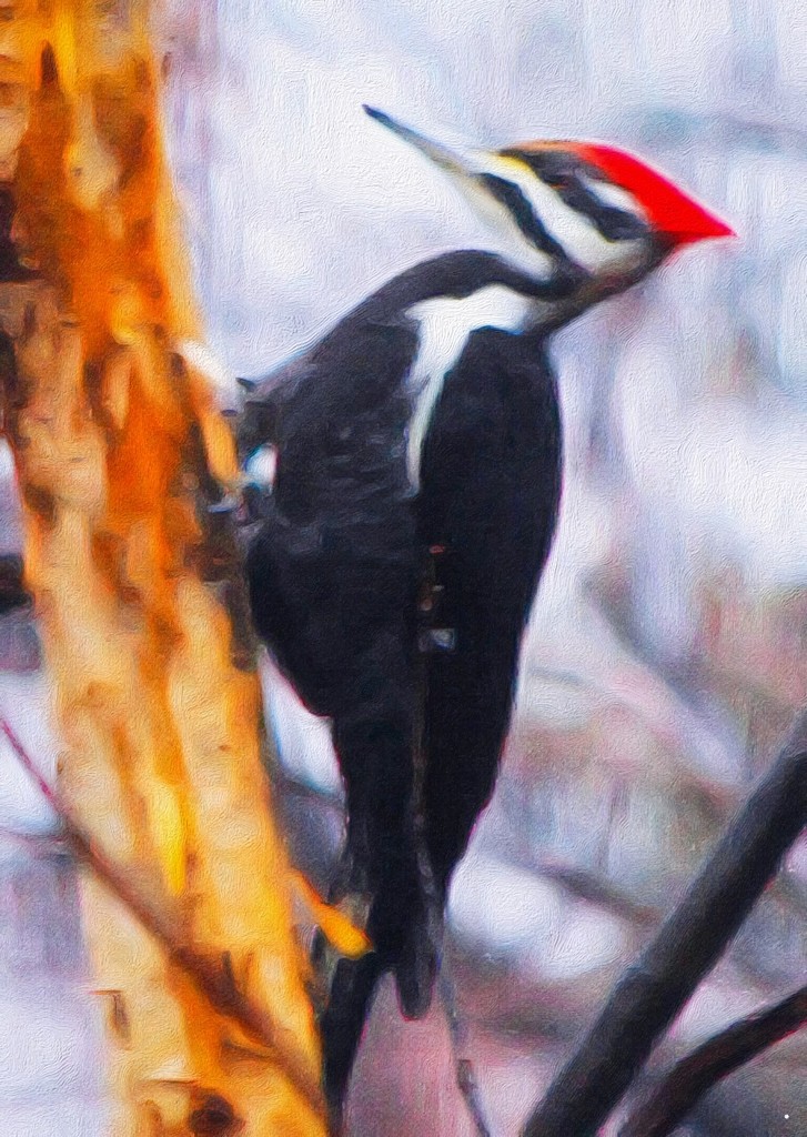 Pileated Woodpecker by mzzhope