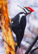 18th Jan 2015 - Pileated Woodpecker