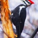 Pileated Woodpecker by mzzhope