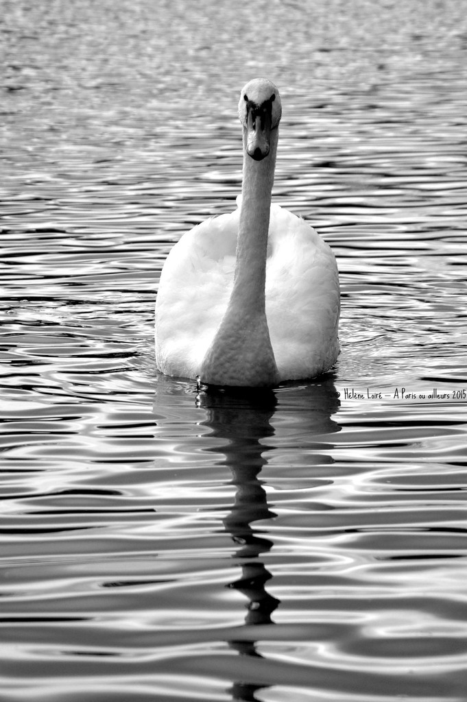 Swan #2 by parisouailleurs