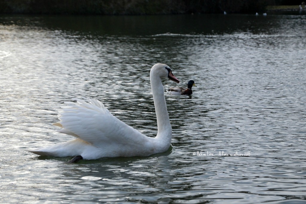 Swan #1 by parisouailleurs