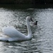 Swan #1 by parisouailleurs