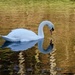 swan by barrowlane